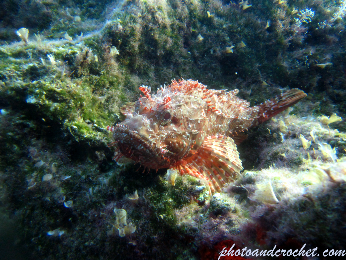 Scorpionfish - Image